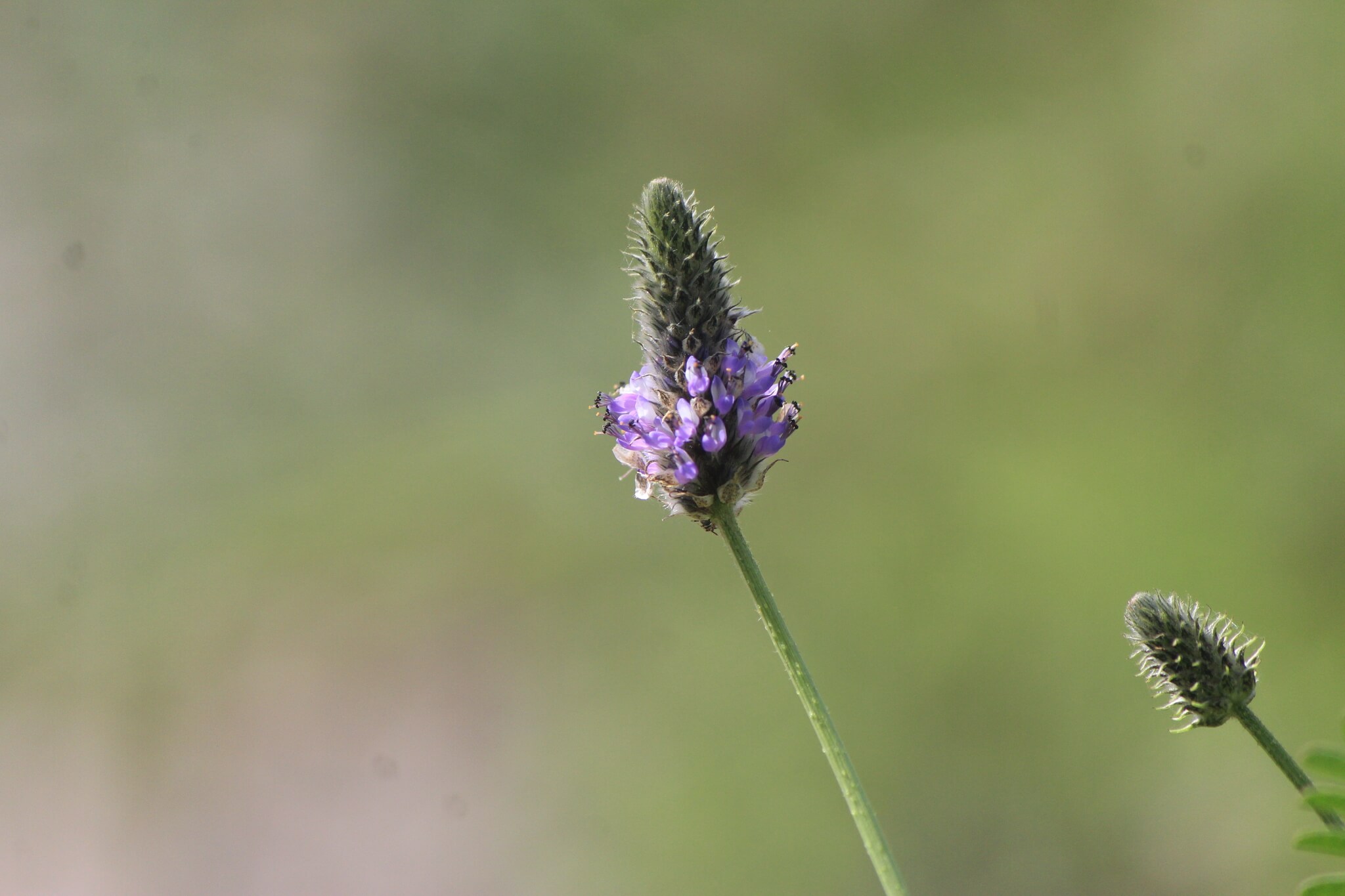 Dalea foliolosa